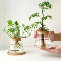 Glass Hydroponic Plant Vase