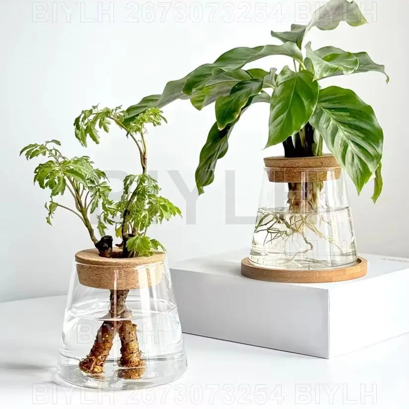 Glass Hydroponic Plant Vase